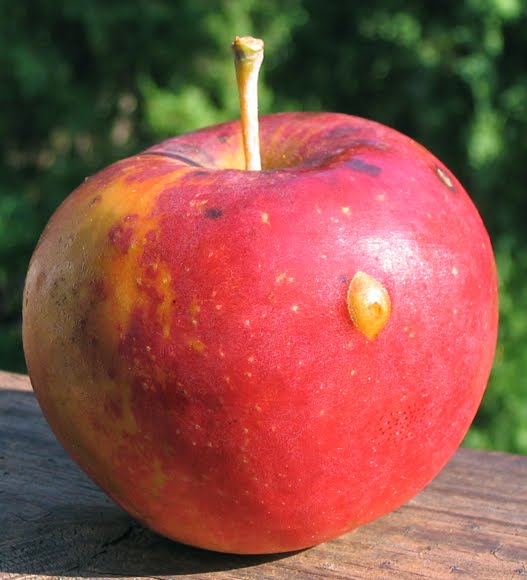 King David Adam's Apples