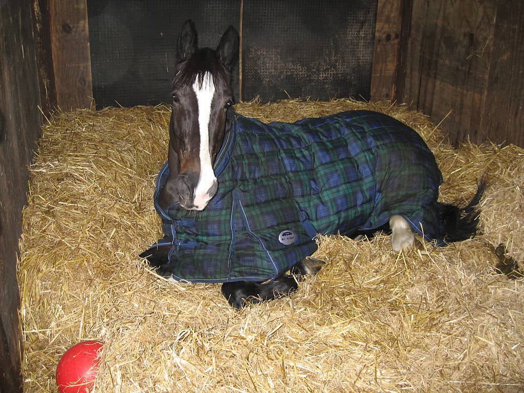 3 Reasons to Use a Properly Sized Horse Blanket or Rug