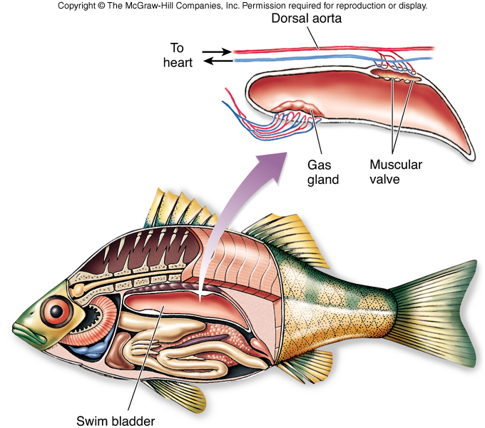 Respiration In Fish How Do Fish Breathe Process Of Respiration In