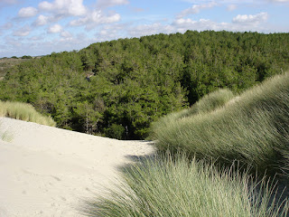 Baie de Somme, le Marquenterre