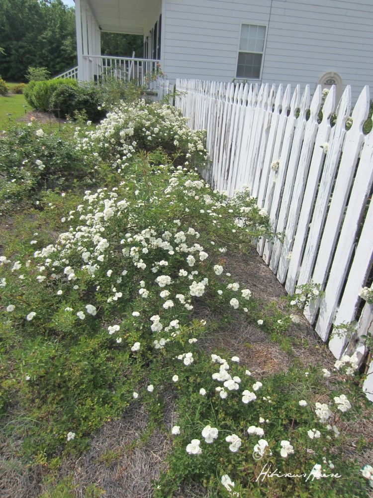 Hibiscus House Roses Survive