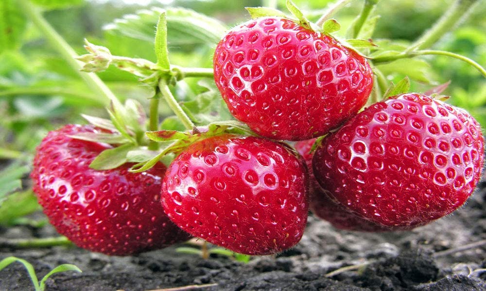 Chandler Strawberry is an early season, and very productive, each plant can produce a quart of berries over its 3–4 week harvest, and producing some of the largest strawberries.