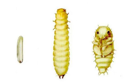 خنفساء الثمار ذات البقعتين وخنفساء الثمار الجافة Carpophilus hemipterus L.& Carpophilus dimidiatus F.