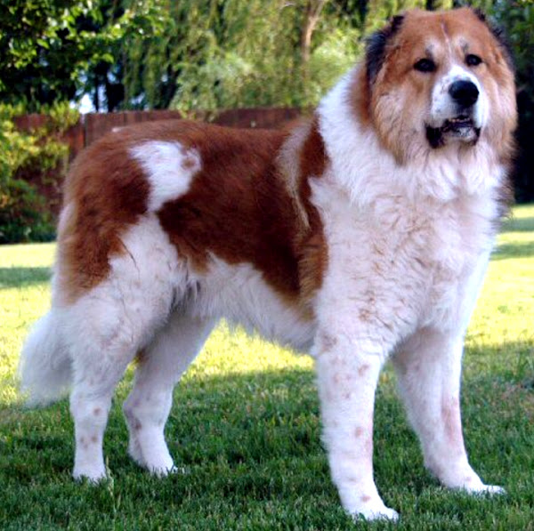 caucasian shepherd dog, caucasian shepherd dogs, about caucasian shepherd dog, caucasian shepherd dog appearance, caucasian shepherd dog behavior, caucasian shepherd dog color, caring caucasian shepherd dogs, caucasian shepherd dog characteristics, caucasian shepherd dog facts, feeding caucasian shepherd dog, caucasian shepherd dog history, caucasian shepherd dog lifespan, caucasian shepherd dog origin, caucasian shepherd dog temperament, caucasian shepherd dog uses, caucasian shepherd dog as pets