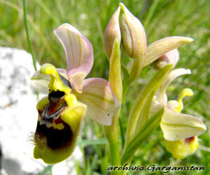Garganistan Gargano Orchidee Ophrys tenthredinifera