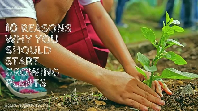 10 reasons why you should start growing plants