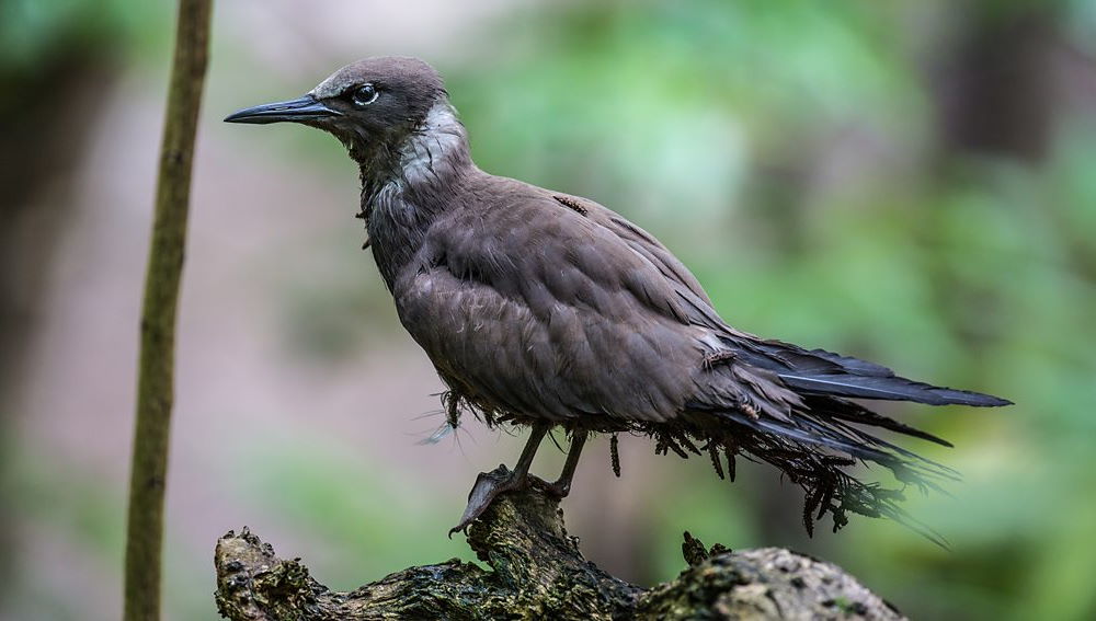 pisonia birdcatcher