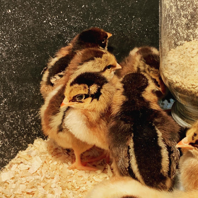 Ruple Farms - baby chicks 2021