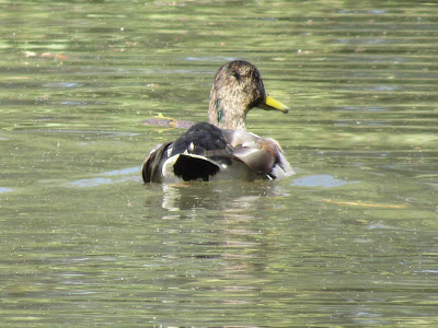 Colusa National Wildlife Refuge in California