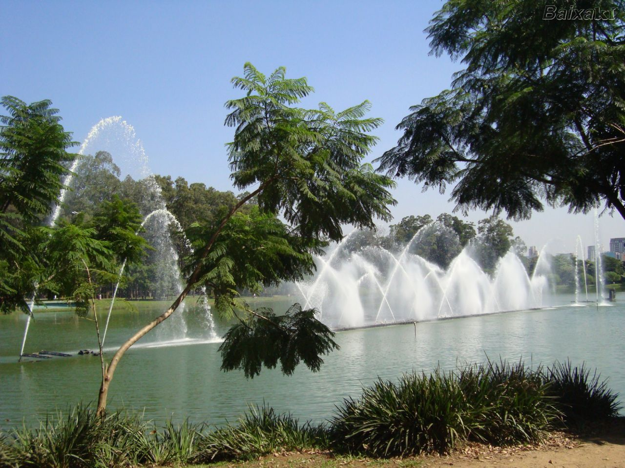 Достопримечательности бразилии парк ибирапуэра. Ибирапуэра в сан-паулу бразилия. Великий баньян дерево. Сан паулу парк. Ибирапуэра парк сан-паулу бразилия.