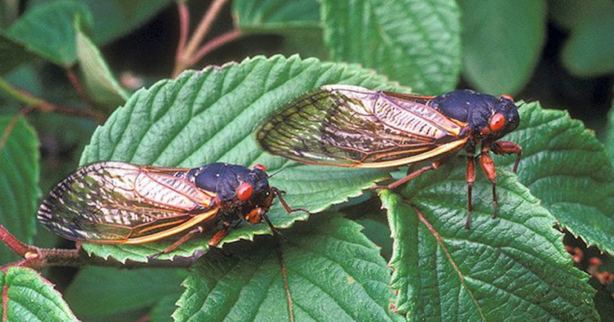 TheNewVerse.News : 2021: WHEN CICADAS COME BACK AGAIN