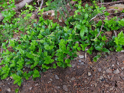 Orthilia secunda (Sidebells Wintergreen)