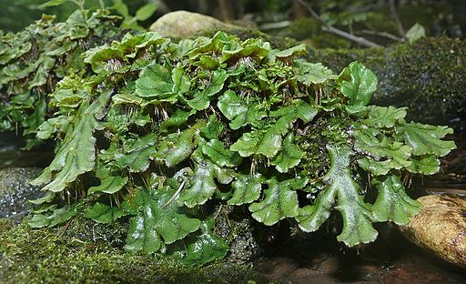 Mengapa tumbuhan lumut merupakan tumbuhan peralihan dari thallophyta ke cormophyta