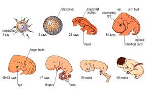 Presentasi Tahapan Perkembangan Embrio pada Makhluk Hidup