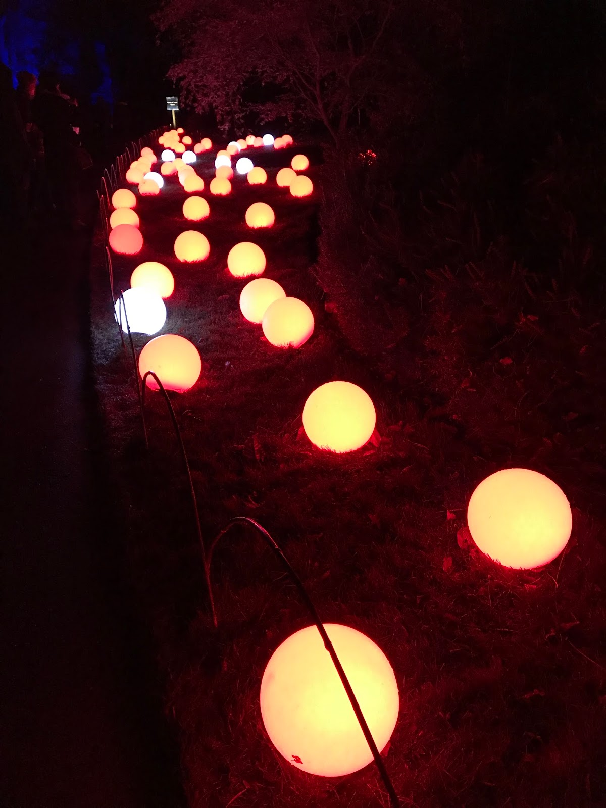 Christmas at the Botanics, Edinburgh