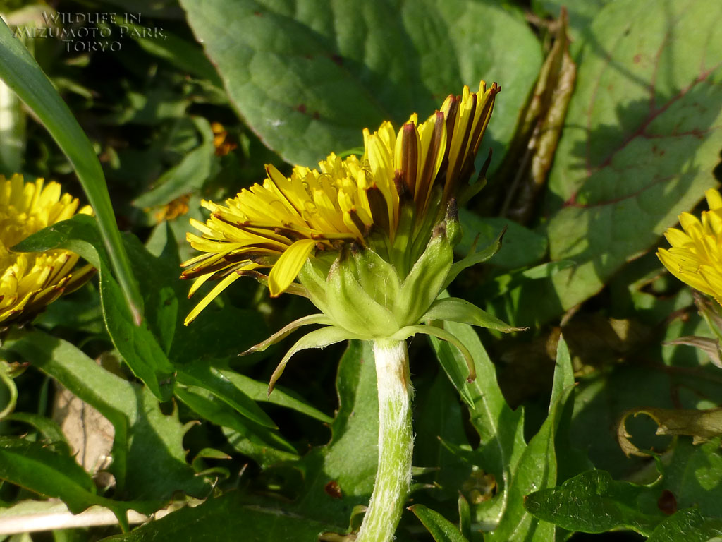 水元公園の生き物カントウタンポポ A Species of Japanese Dandelions