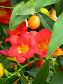 Red freesia kumquat Centennial Park Conservatory 2015 Spring Flower Show by garden muses-not another Toronto gardening blog