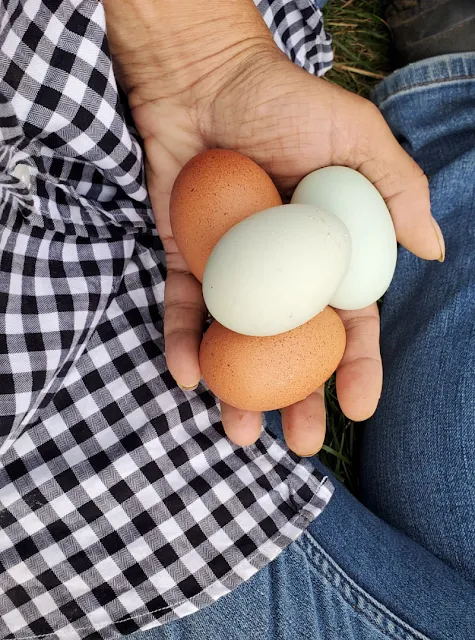 handful of fresh eggs