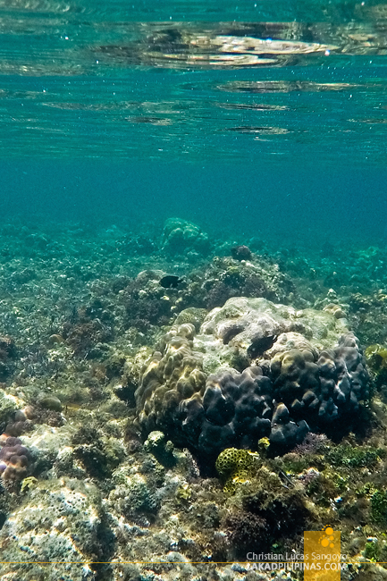 Once Islas Bisaya-Bisaya Island Snorkeling