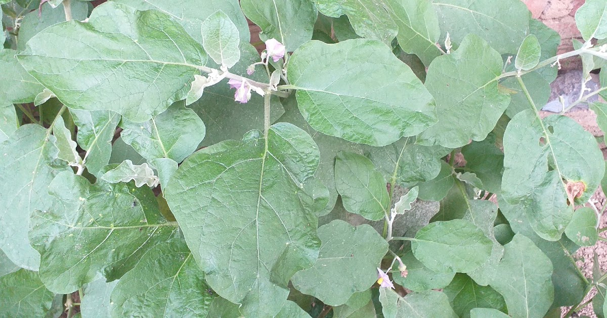 brinjal plant Health benefits