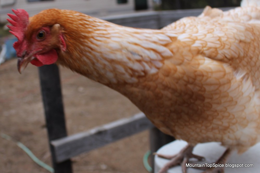 Do Chickens Drink Coffee? Mountain Top Spice