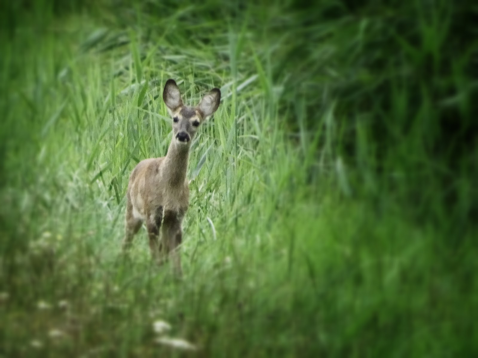 John Skitchen 2019 Mai Loft Lotsenturm Karnin Insel Usedom