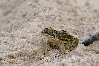 common-frog.brown-frog.grass-frog