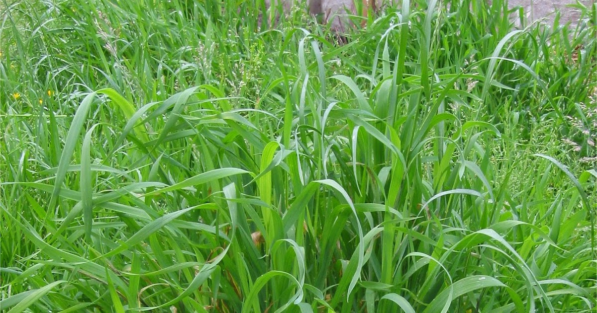 Гербицид уничтожающий пырей. Пырей ползучий. пырей цветет. agropyron repens. пырей ползучий фото.