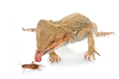 repcal-bearded-dragon-food-5.jpg