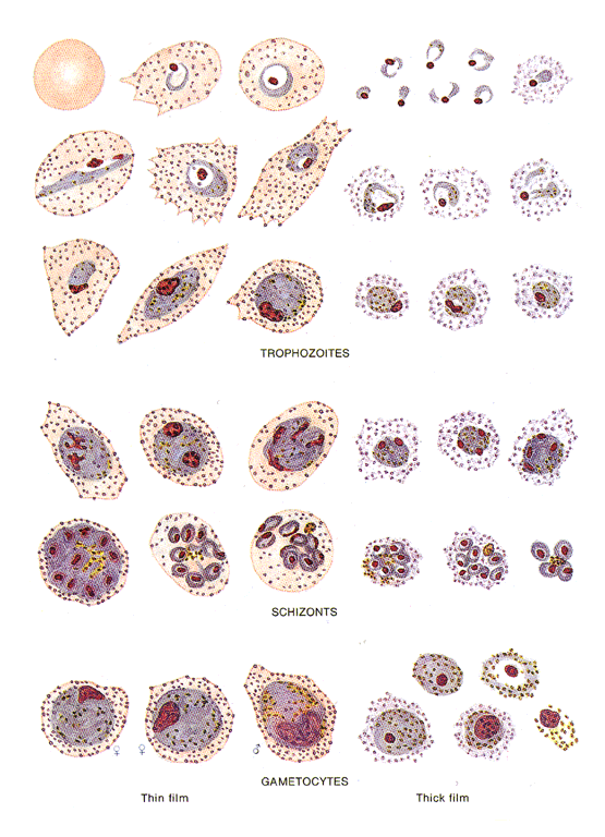 Laboratory Diagnosis of Malaria