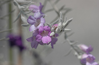 エレモフィラニベア