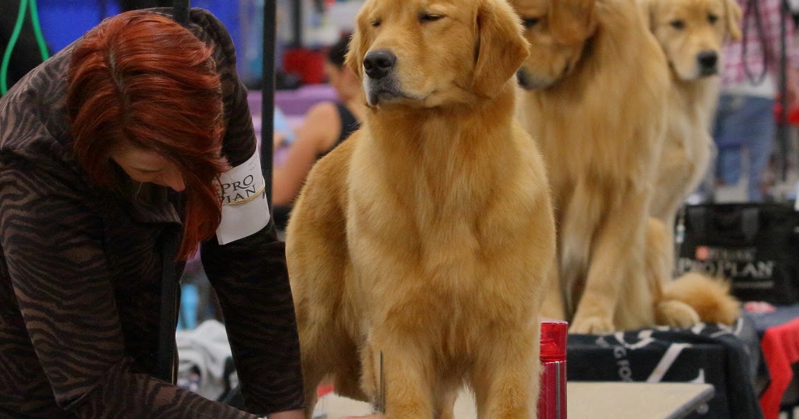 Just People LandOLakes Dog and Kennel Show Golden's!