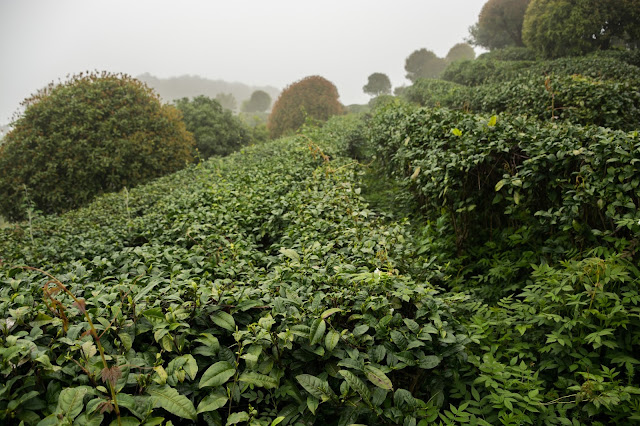 China, Tea, Tea terrace