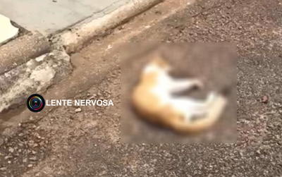 VÍDEO – Morador de condomínio serve comida envenenada e mata gato em condomínio da capital