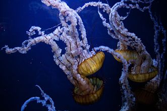 Cinco medusas, también llamadas aguas vivas, nadando en el mar.