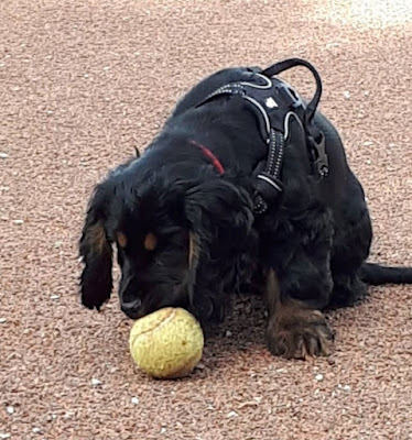 educateur canin annecy albertville ugine marlens faverges thones