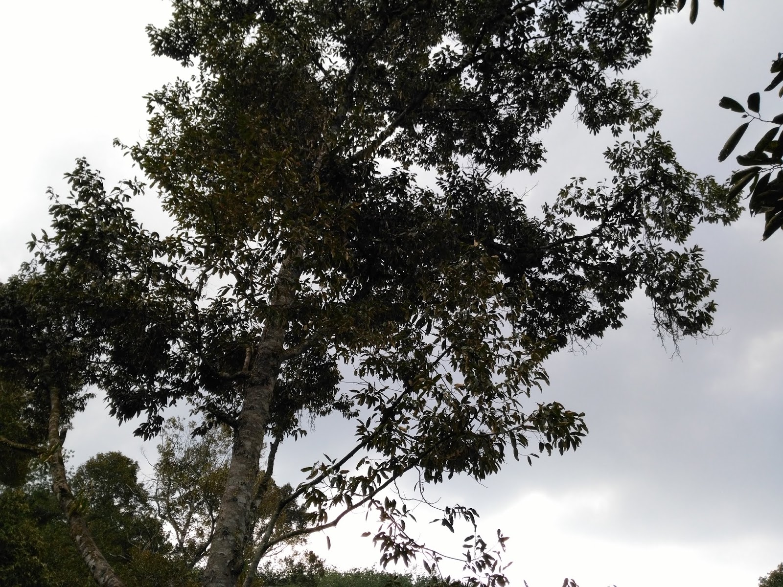 JUST TO SHARE (Lau Tai Onn): A Durian-eating Day Trip To Titi Jelebu N.S.