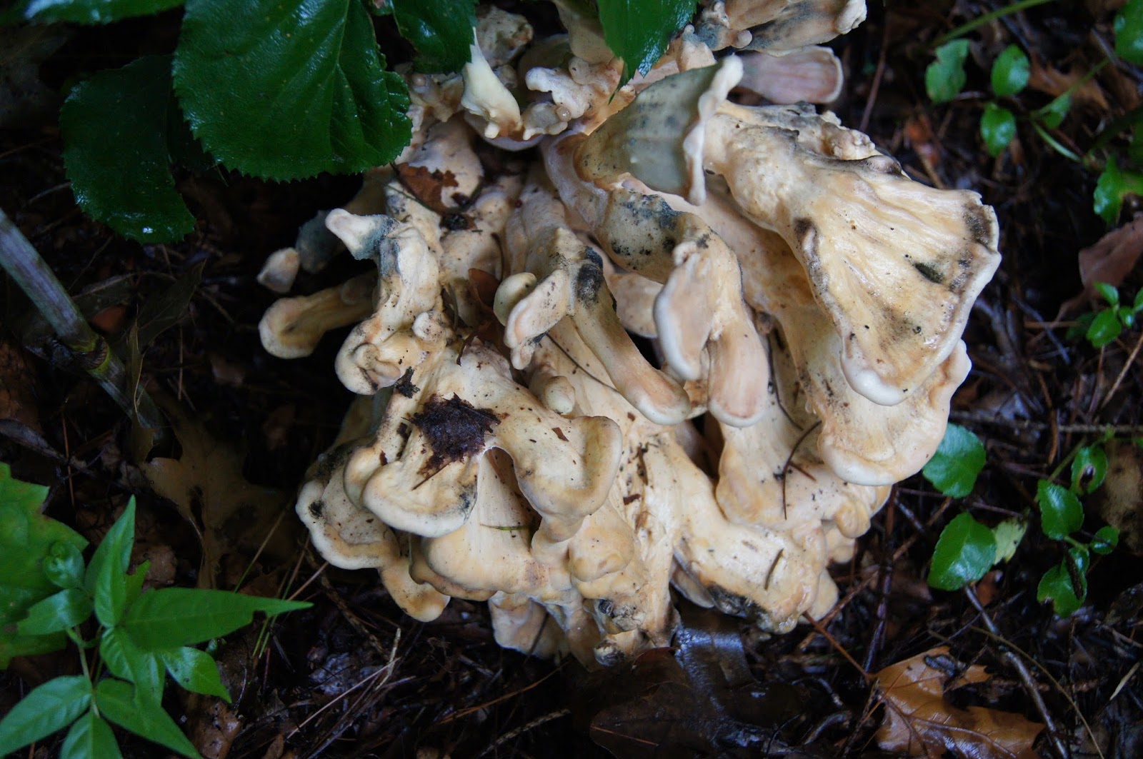 The SustainableEnough Garden Fungus among us