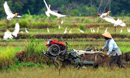 Proses Dan Alat Budidaya Tanaman Pangan
