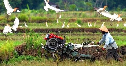 Proses Dan Alat Budidaya Tanaman Pangan