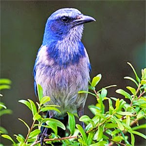 Florida Scrub Jays - Scrubjay