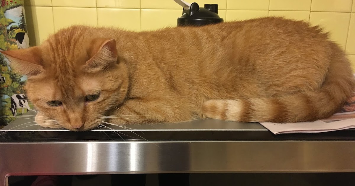 It's all about the cats! Microwave warms