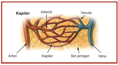 Pembuluh darah kapiler memiliki dinding tipis yang terdiri dari lapisan sel endotel. Nutrisi dan mentabolik berdifusi dari daerah berkonsentrasi tinggi menuju daerah berkonsentrasi rendah melalui membran yang tipis dan semi permeabel ini. Dengan demikian oksigen dan nutrisi akan meninggalkan pembekuan darah dan masuk ke dalam ruang interstisial dan sel. Karbondiokida dan metabolik berdifusi ke arah yang berlawanan. Pergerakan cairan antara pembuluh darah dan ruang interstisial bergantung pada keseimbangan relatif antara tekanan hidrostatik dan osmotik jaringan kapiler