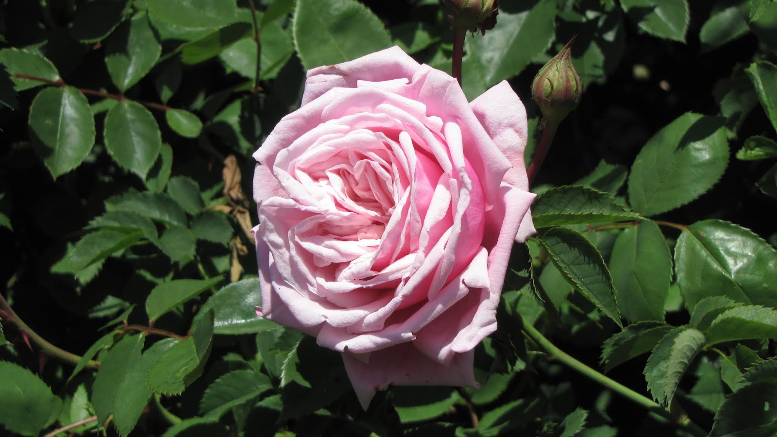 Rothenblog: Das errötende Mädchen ist voll da