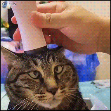 Funny Cat GIF • Hilarious cat head massage with a vibrator: its' so good, haha!