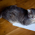 Γιατί οι γάτες αγαπούν το χαρτί;....