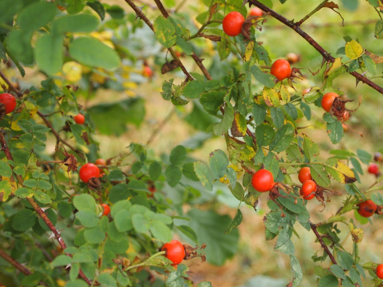 Sweet Swan Songs Foraging Wild Rose Hips