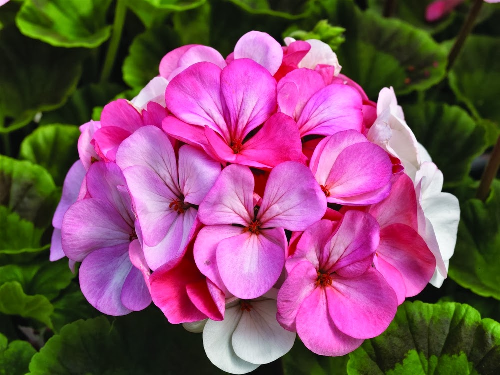 Gardening in Vermont Perennials and Annuals Geraniums New