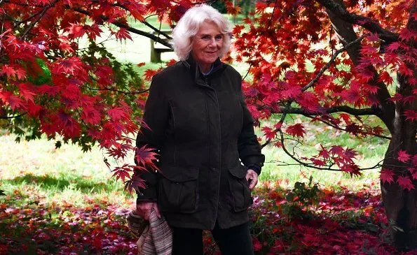 Westonbirt Arboretum is home to the national collection of Maples and Japanese Maple Cultivars. The Duchess is patron of Arboretum