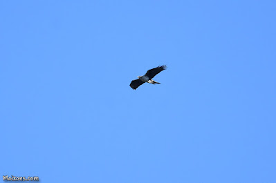 Àguila cuabarrada (Aquila fasciata)